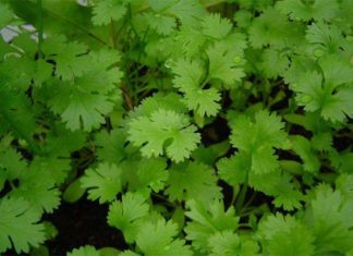 Користь і шкода кінзи для організму жінки